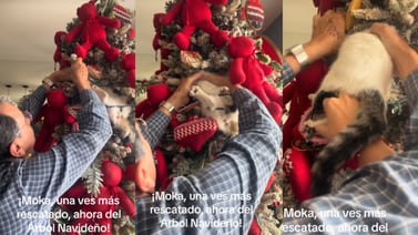 VIDEO: ¡Gatito travieso queda atrapado en el arbolito de navidad!
