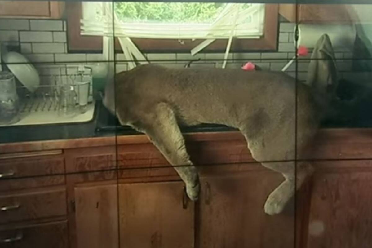 Puma irrumpe en casa y termina inconsciente en lavaplatos