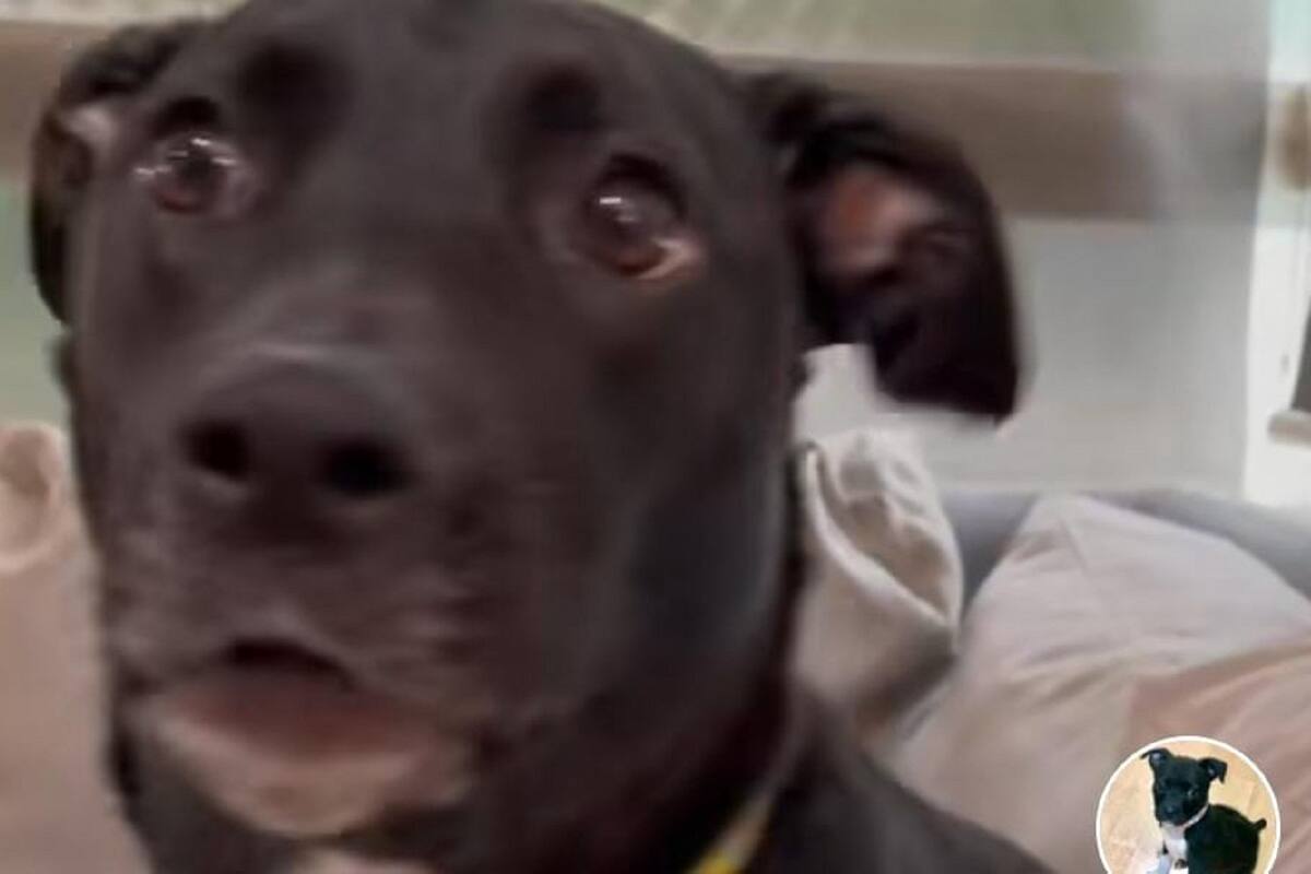 Perrita se vuelve viral por su reacción al escuchar que es adoptada