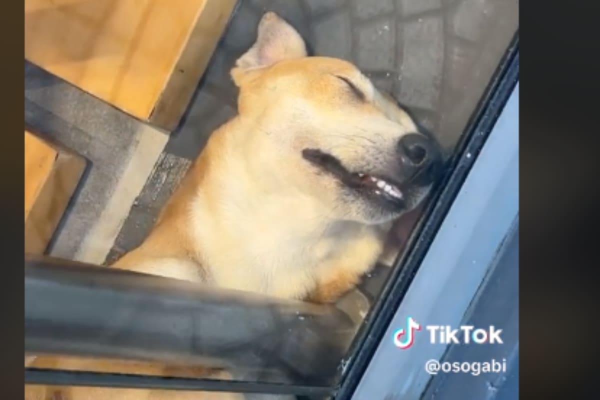 TikTok: Perrito se hace viral por dormir en un aparador de una tienda