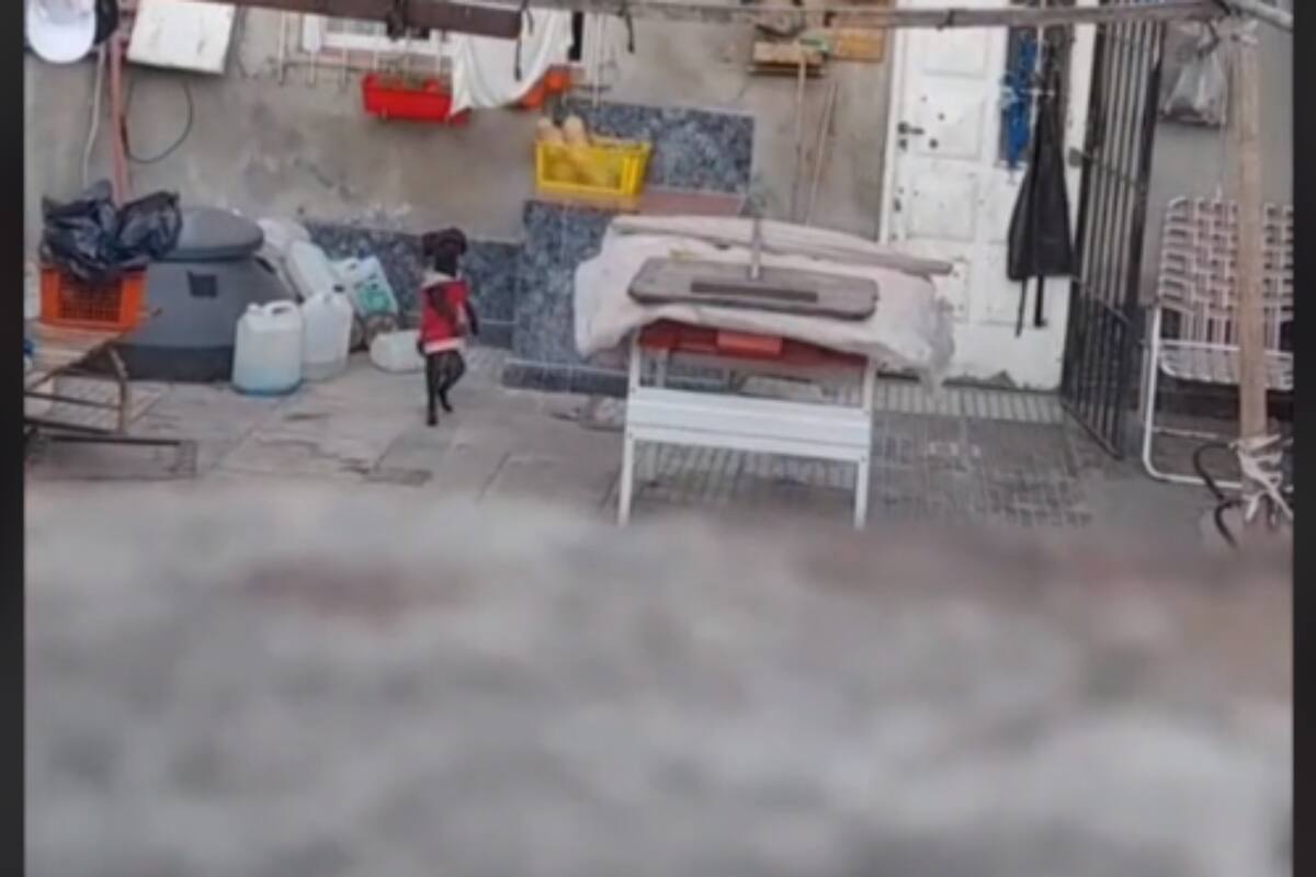 TikTok: Perrito aterroriza a internautas tras caminar como humano en el patio de su casa