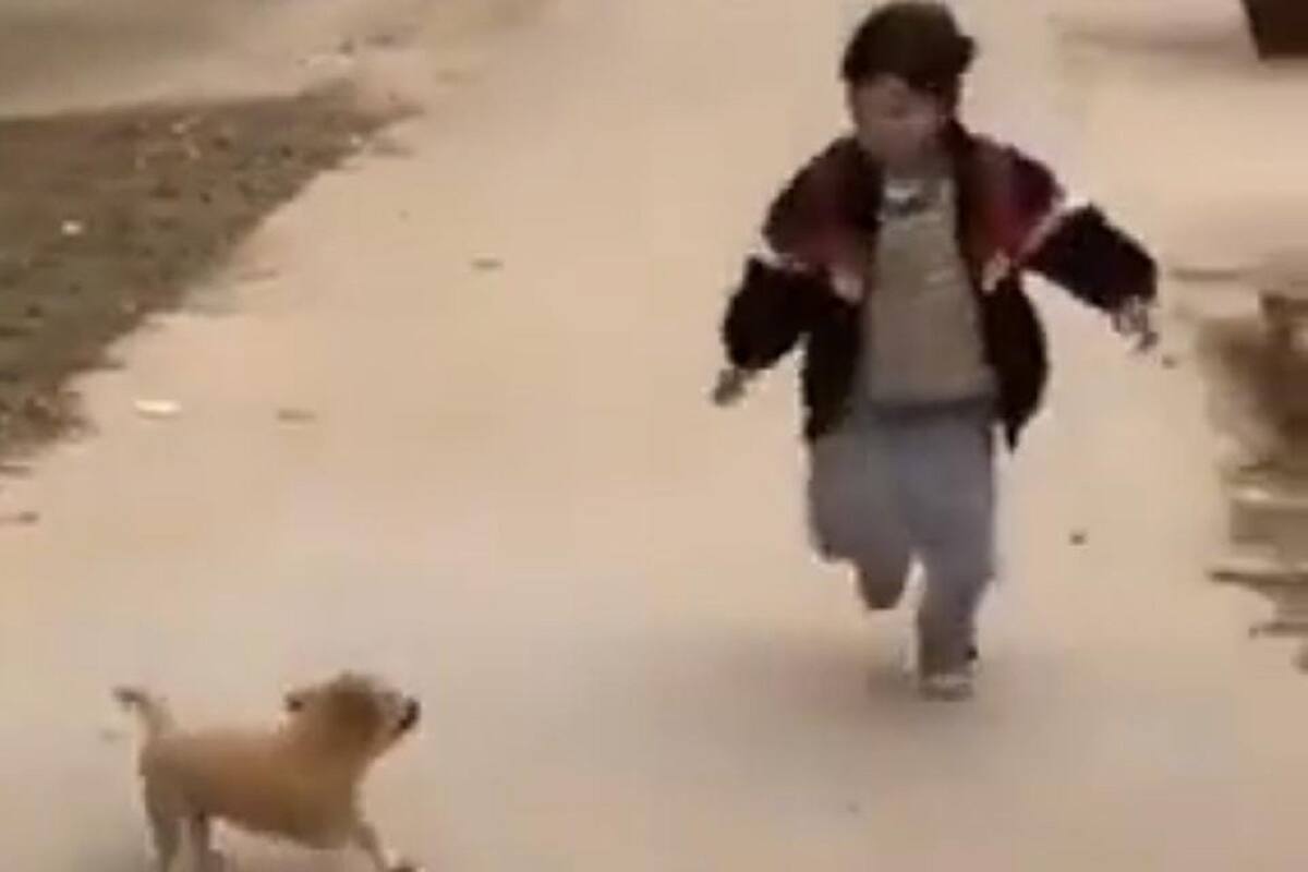 Así reaccionó este cachorrito al ver llegar a su pequeño dueño de la escuela