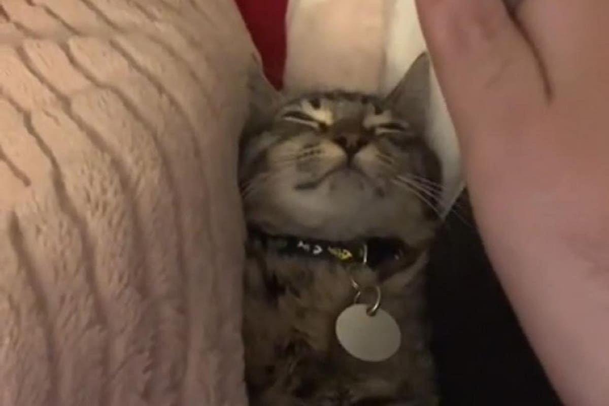 VIDEO VIRAL: Gatito “se hace el muerto” después de darle una mordida a su dueño