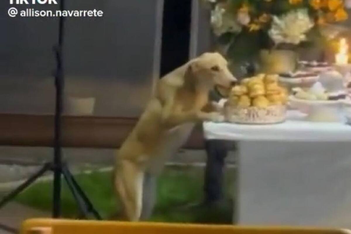 Perrito aprovecha que todos están bailando y se come la comida de una boda