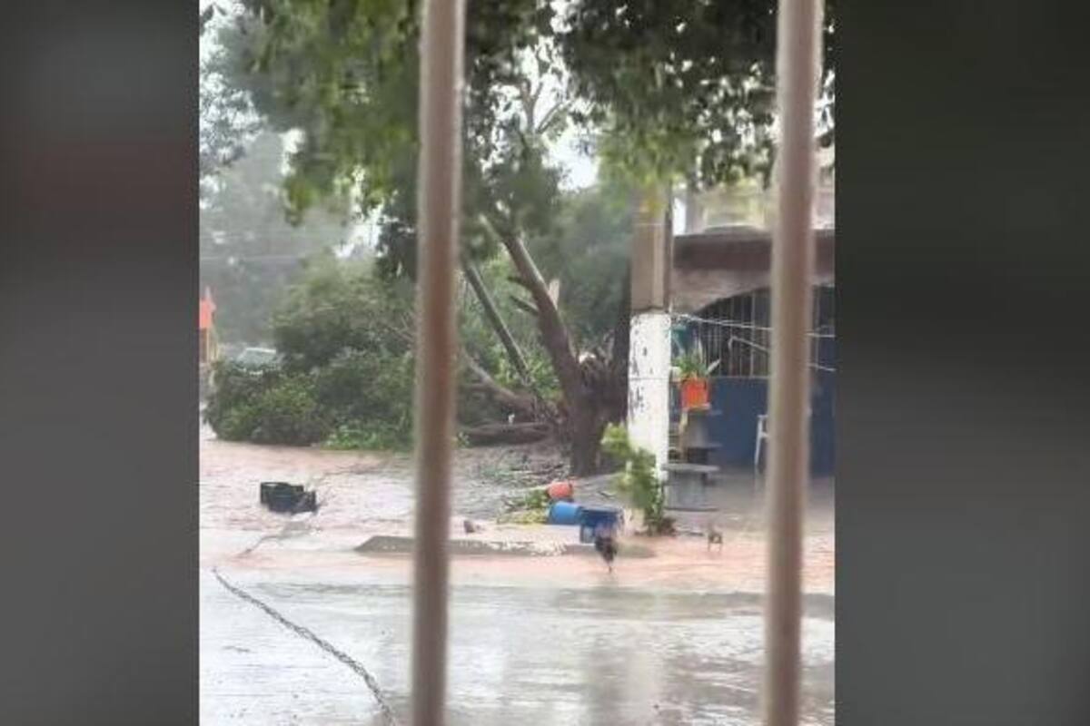 VIRAL: Viento se intenta llevar a una gallina y usuaria de TikToK se preocupa porque lo iba a hacer mole