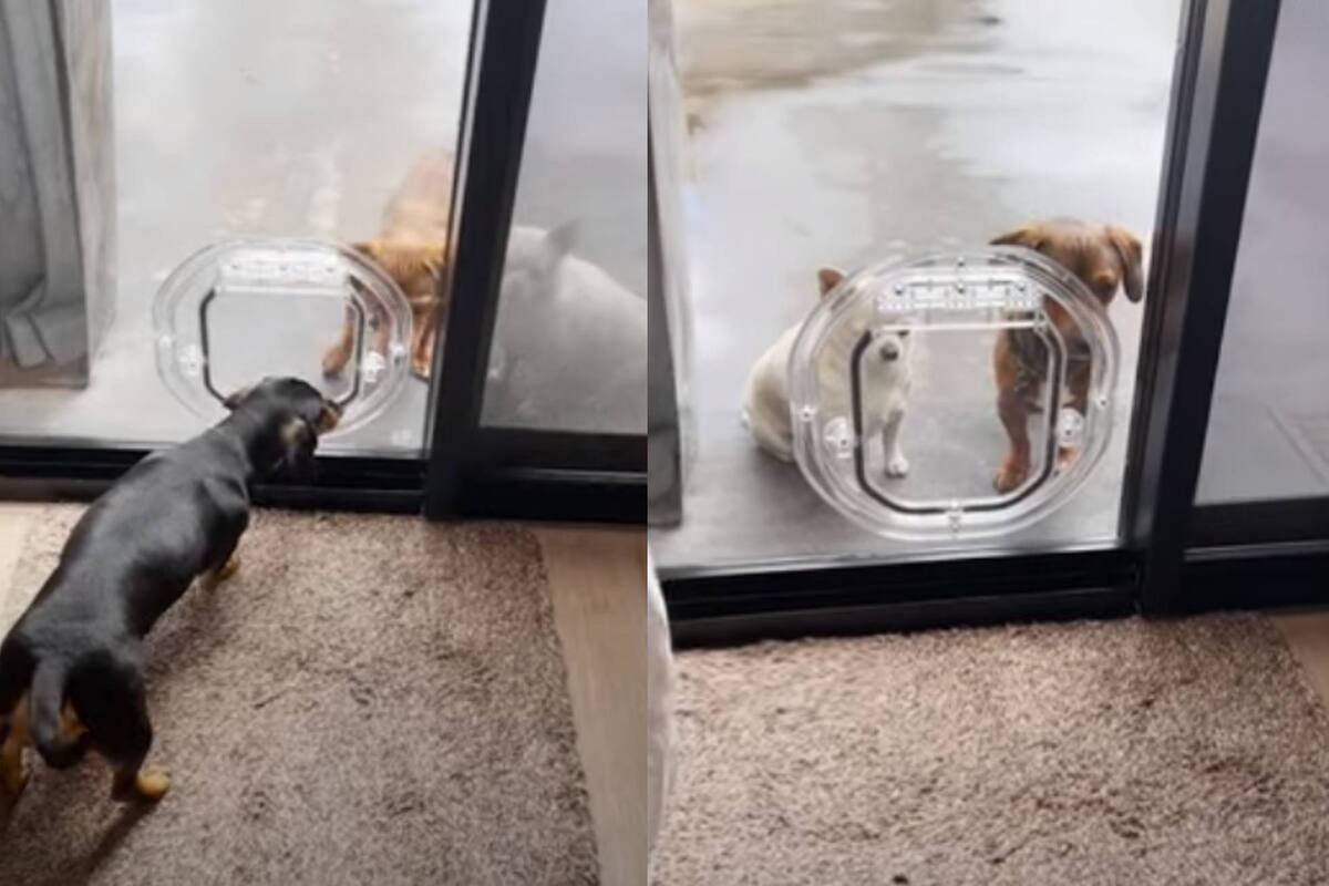 Inteligente perrita intenta enseñarles a sus hermanos a usar puerta especial
