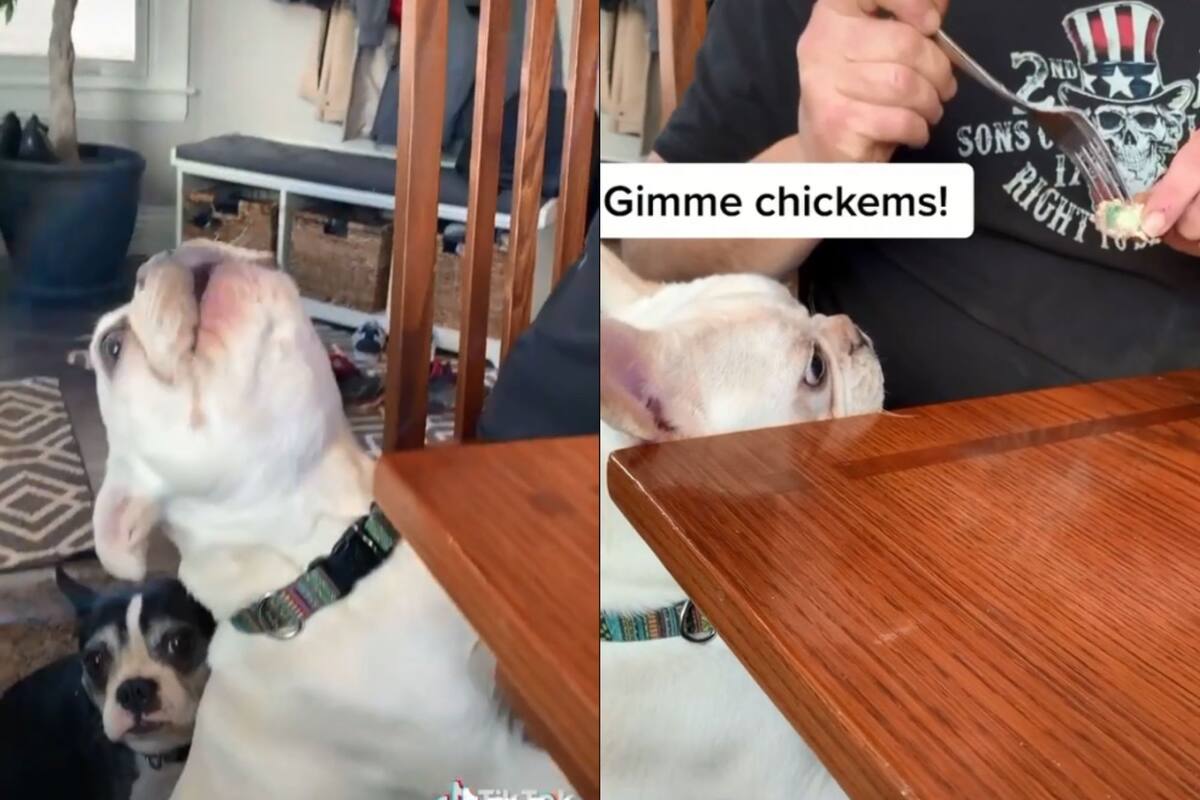 Perrito “canta” para pedir comida