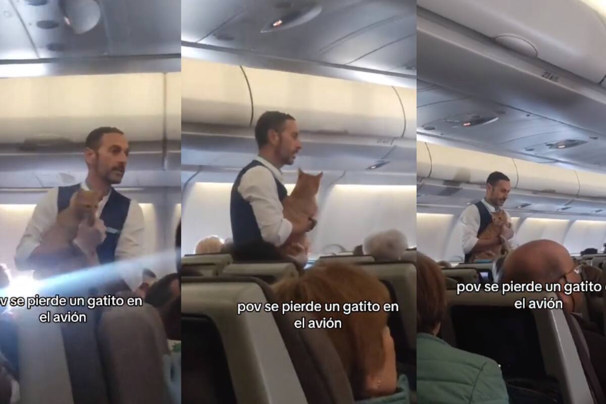 Viral: Un gatito perdido en un avión se roba el corazón y las risas de los pasajeros