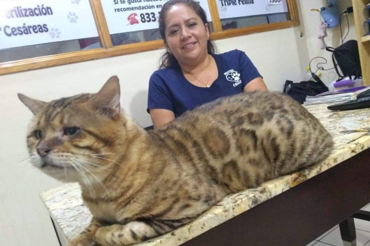 Confunden a un enorme gato con un leopardo en parque de Tampico; lo rescatan
