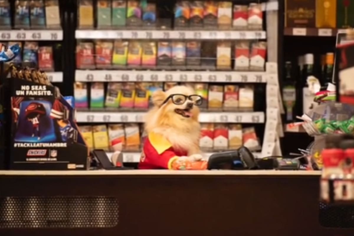 Perrito enamora a todo TikTok al posar con uniforme del Oxxo