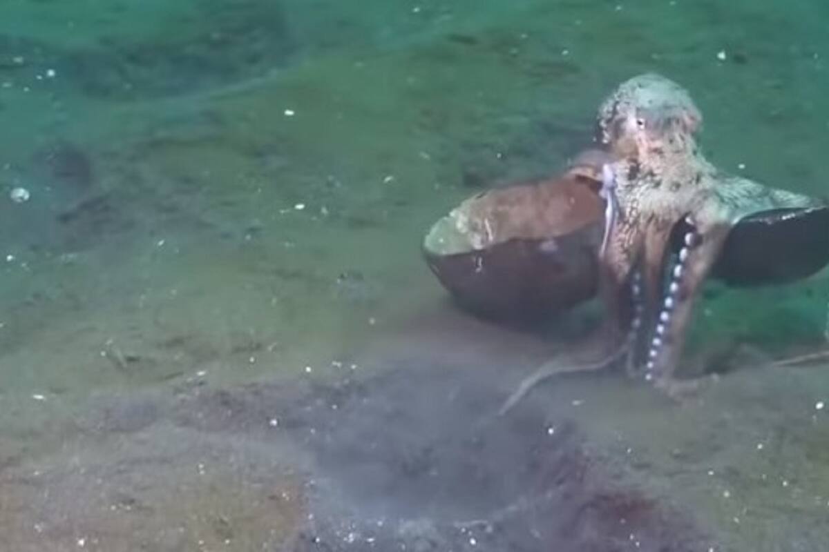 VIDE VIRAL: ¡Increíble! Captan a un pulpo de coco caminando como humano en el mar