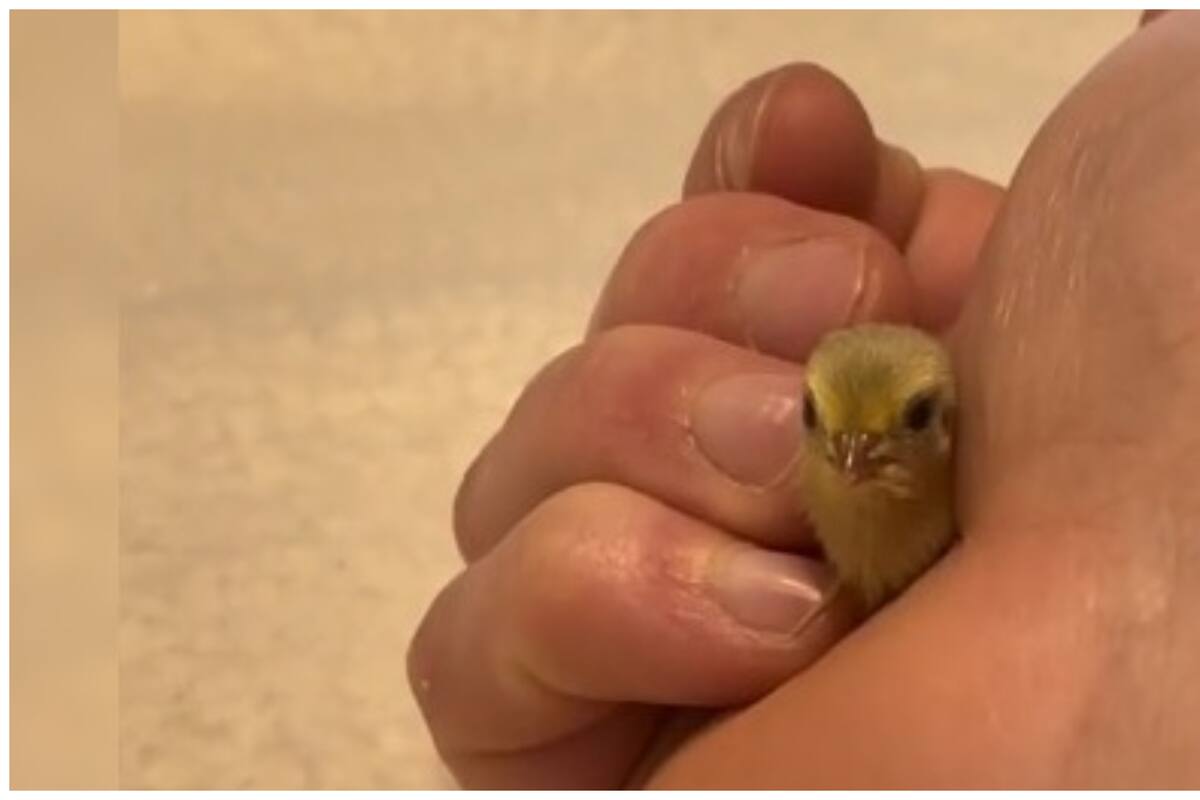 Un pollito bebé derrite de amor a millones de usuarios con su timidez