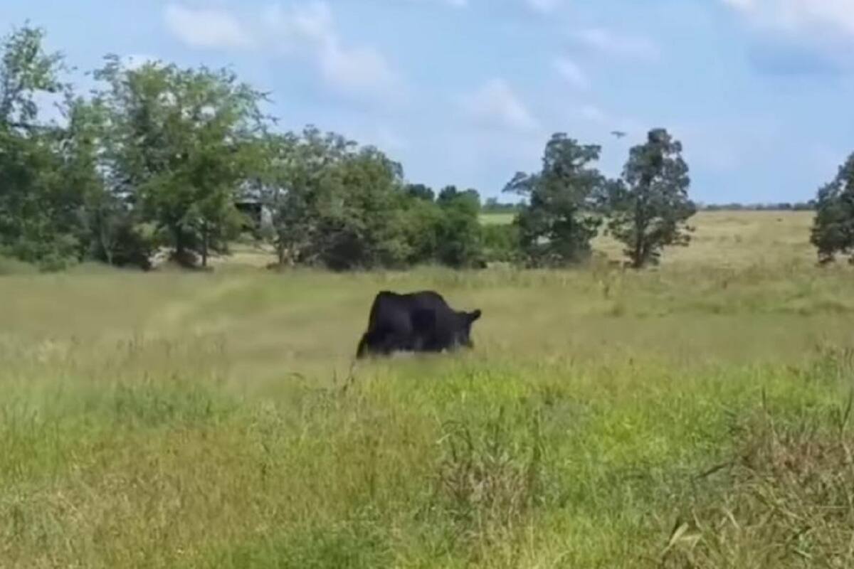 El divertido video de una vaca que quiere ser caballo se hace viral en redes sociales