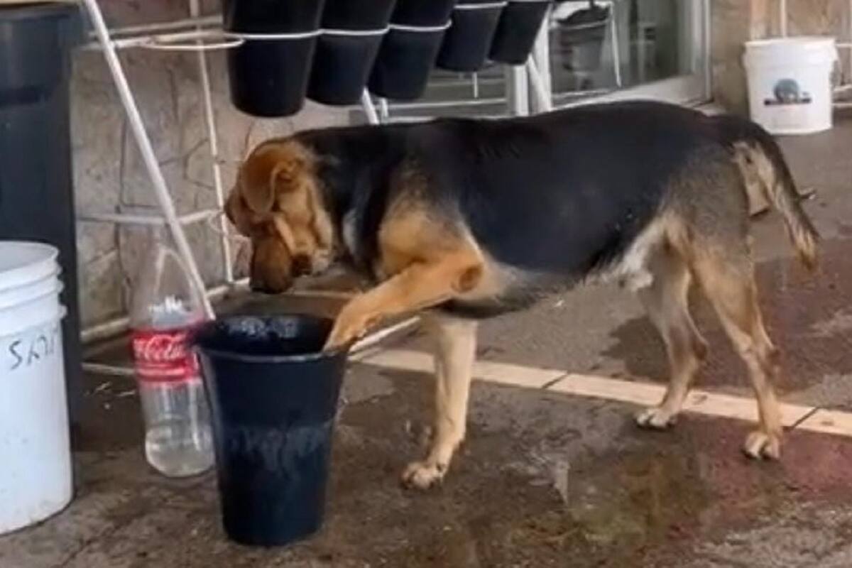 TikTok: Perrito echa agua en el piso para refrescarse del calor