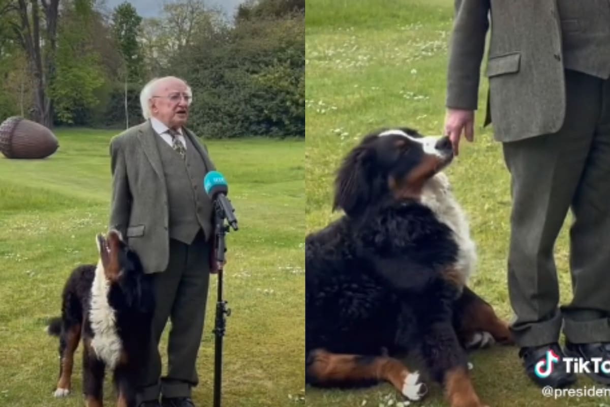 Tierno perrito se viraliza al pedirle a su dueño jugar durante una entrevista