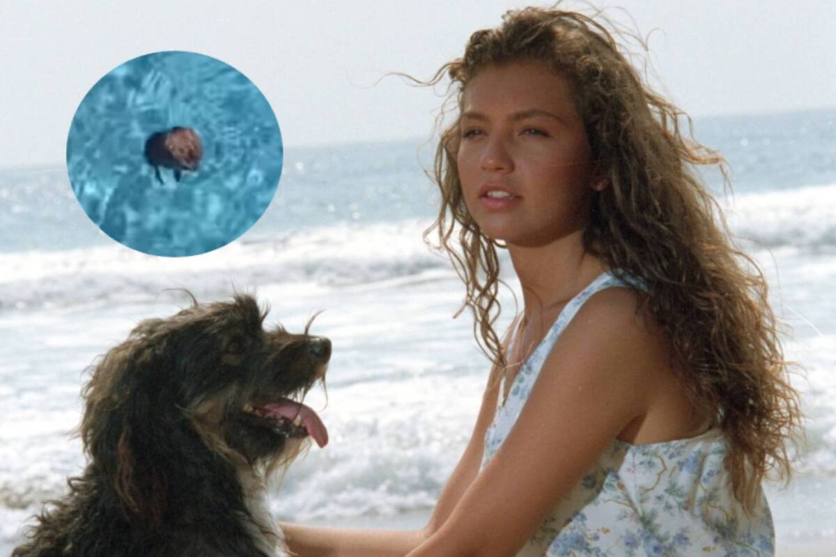 Al estilo "Marimar", Thalía salva a un animalito que estaba a punto de morir ahogado