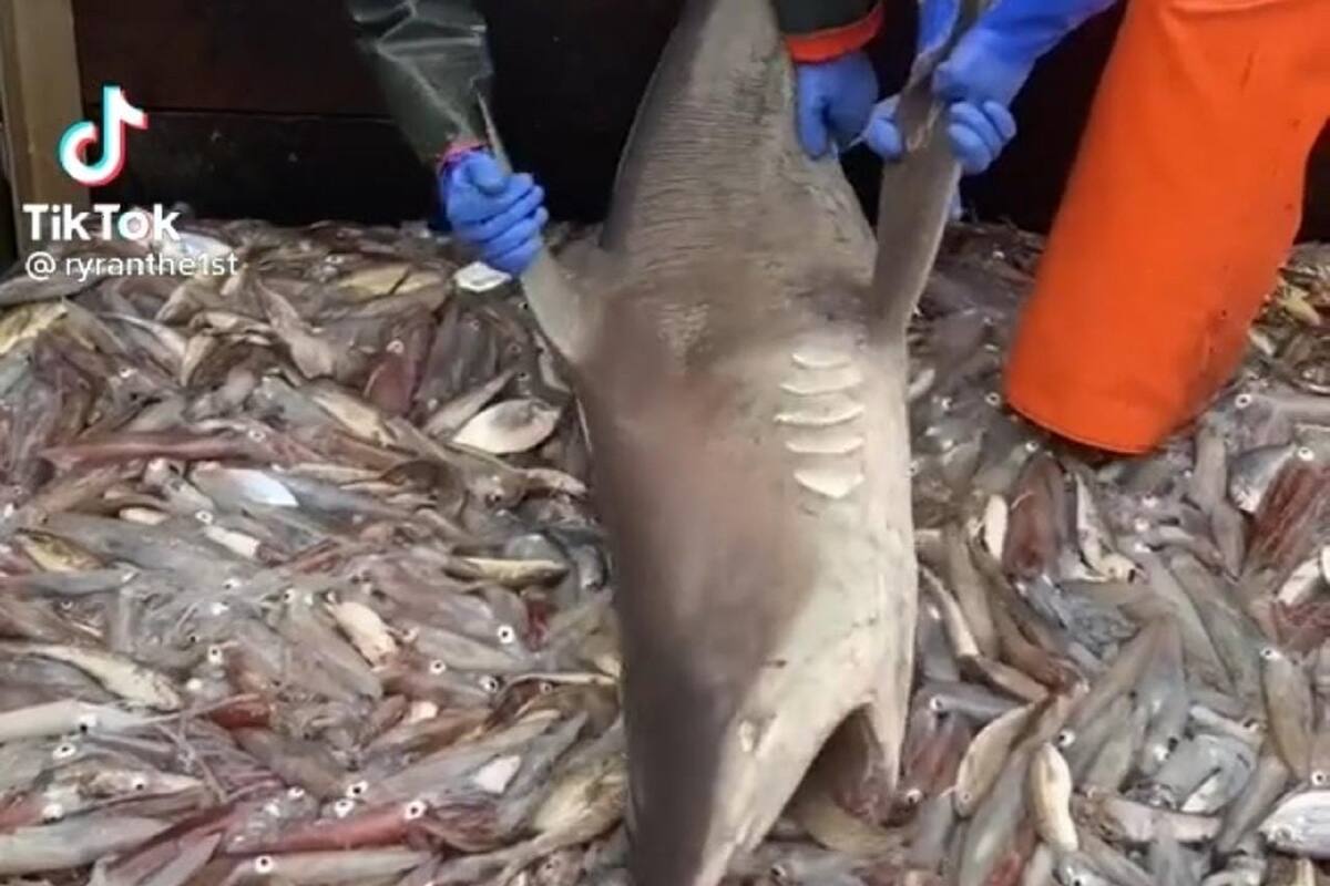 VIDEO VIRAL: Tiburón es pescado por error e intenta robar peces a pescadores