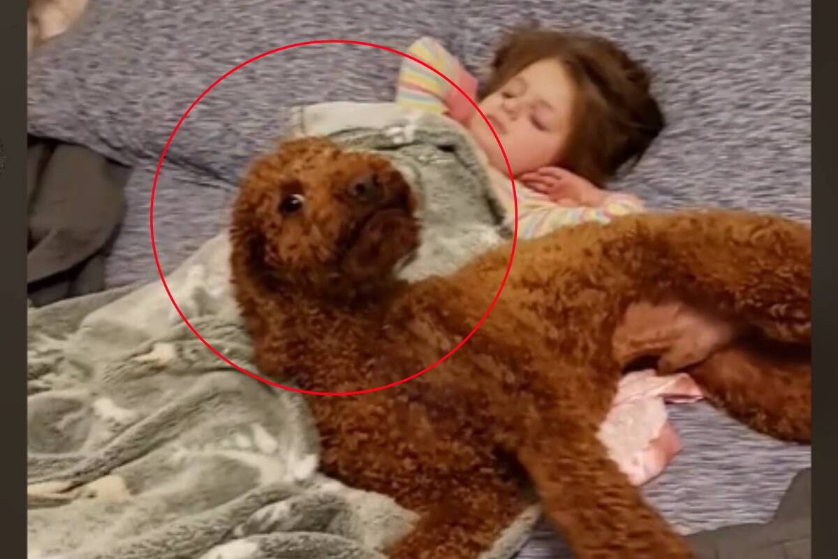 VIRAL: Perro se pone peligroso al proteger a una niña mientras duerme