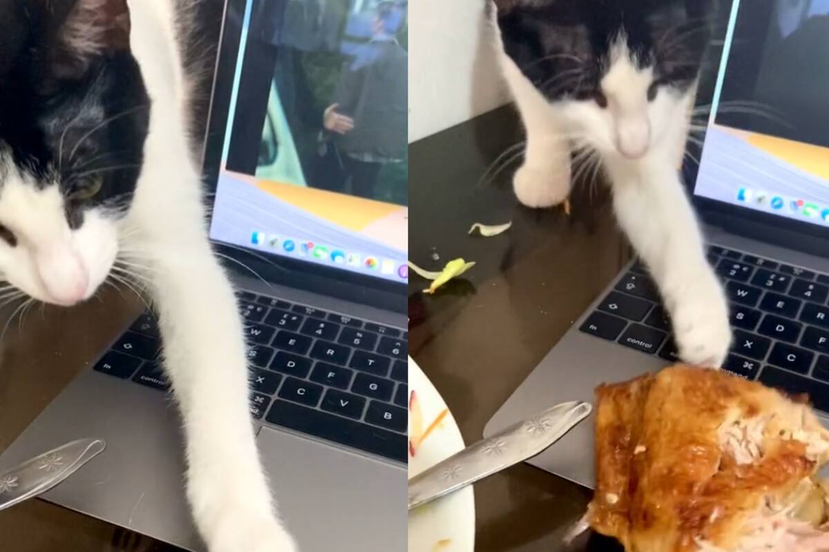 Gatito aprovecha la distracción de su dueña para intentar quitarle el pollo a la brasa