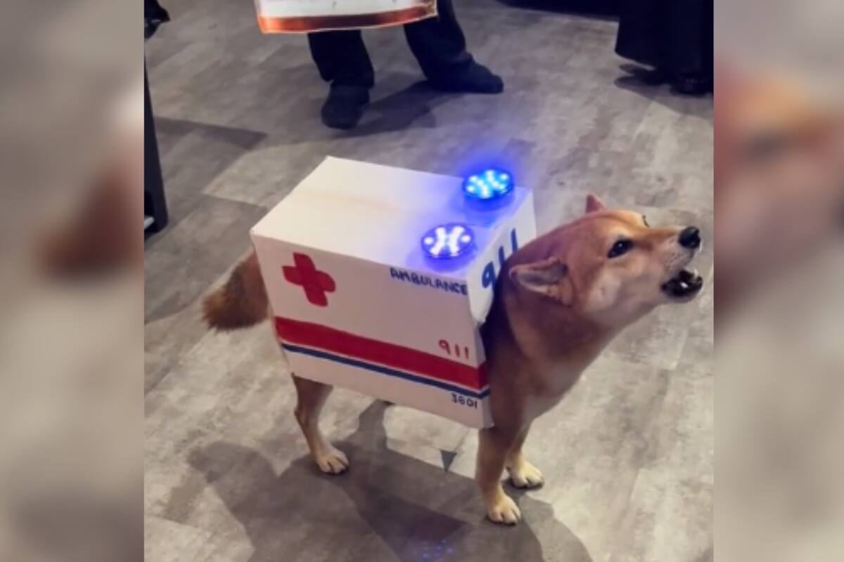 Perrito sorprende a las redes con su disfraz de ambulancia en Halloween