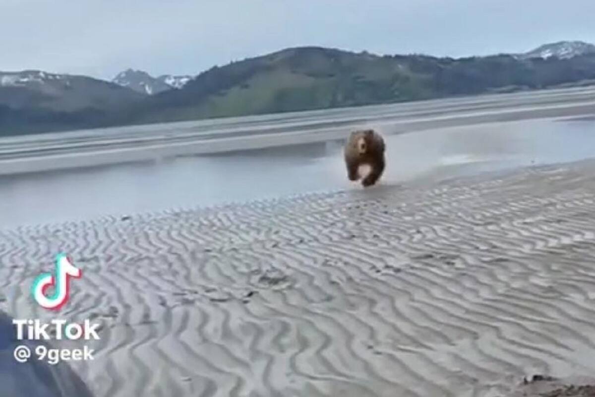 TikTok: Sujetos logran detener el ataque de un oso con sus gritos