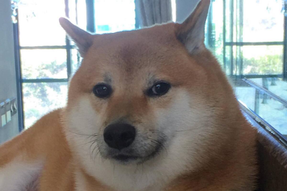 No 'puemde' ser: Cheems, el perrito de los memes está enfermo