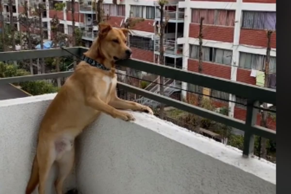 TikTok: Mujer expone a su perrito “chismoso” y se vuelve viral en redes sociales