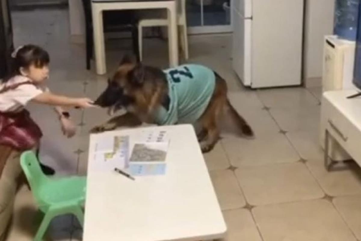 Perrito le avisa a su pequeña dueña que ya llegó su papá para que se ponga a estudiar