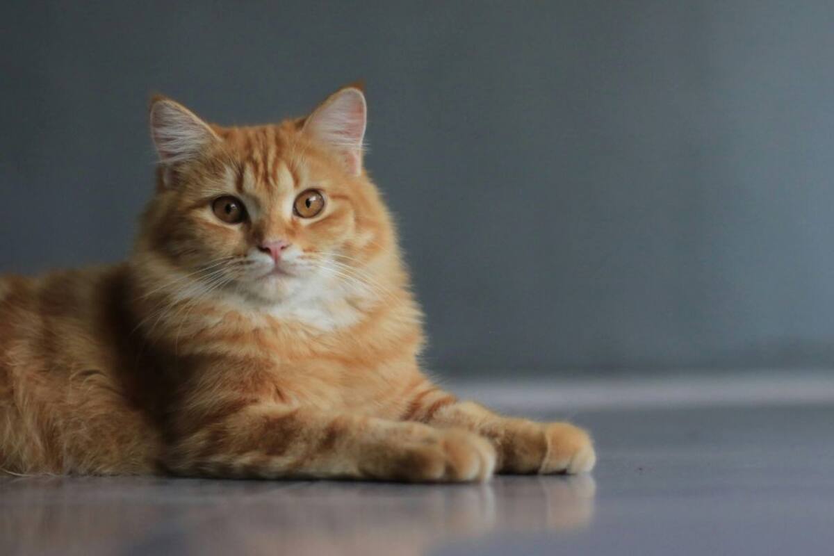 Gato con labios que parecen humanos sorprende en internet