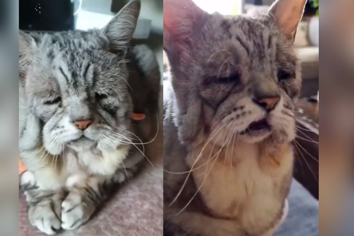 VÍDEO: este gato anciano de 23 años conmueve las redes sociales con su adorable aspecto