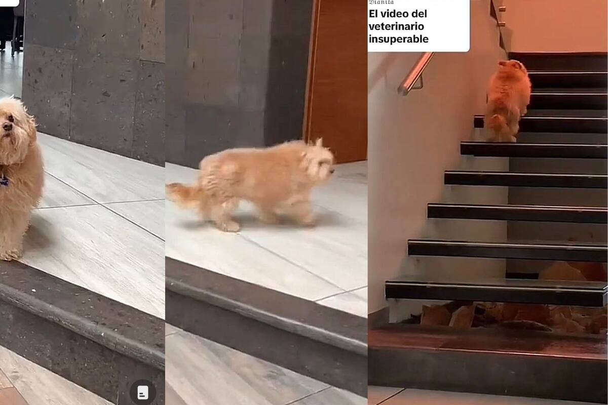 Esto hizo un perrito al darse cuenta que su dueña le marcó a  su veterinaria; su reacción enternece a usuarios de redes