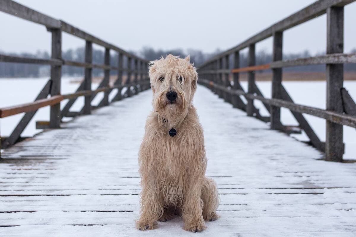 Perrito espera a su amo en puente donde se suicidó