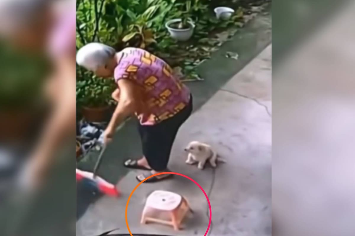 VIDEO: Perrito salva a su dueña de sufrir un accidente