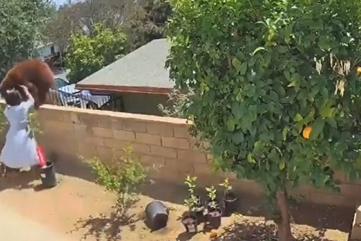 VIDEO VIRAL: Mujer lucha contra una osa que quería atacar a sus perritos