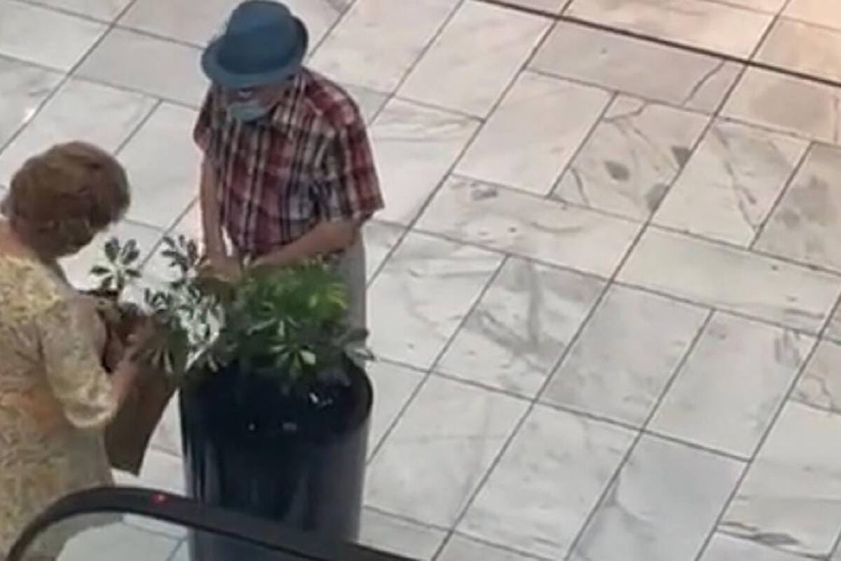VIDEO VIRAL: Sorprenden a señora robándose una planta del centro comercial