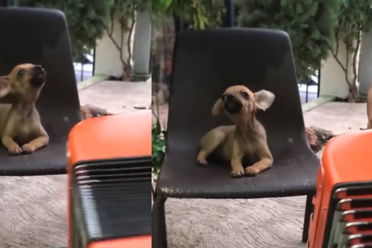 Perrito se conmueve con 'Tragos de Amargo Licor' y su reacción enternecedora se vuelve viral