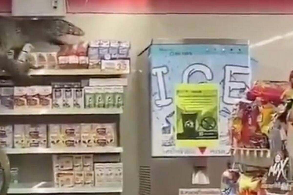 VIDEO: ¡Aterrador! Lagarto entra a tienda de conveniencia a buscar alimento