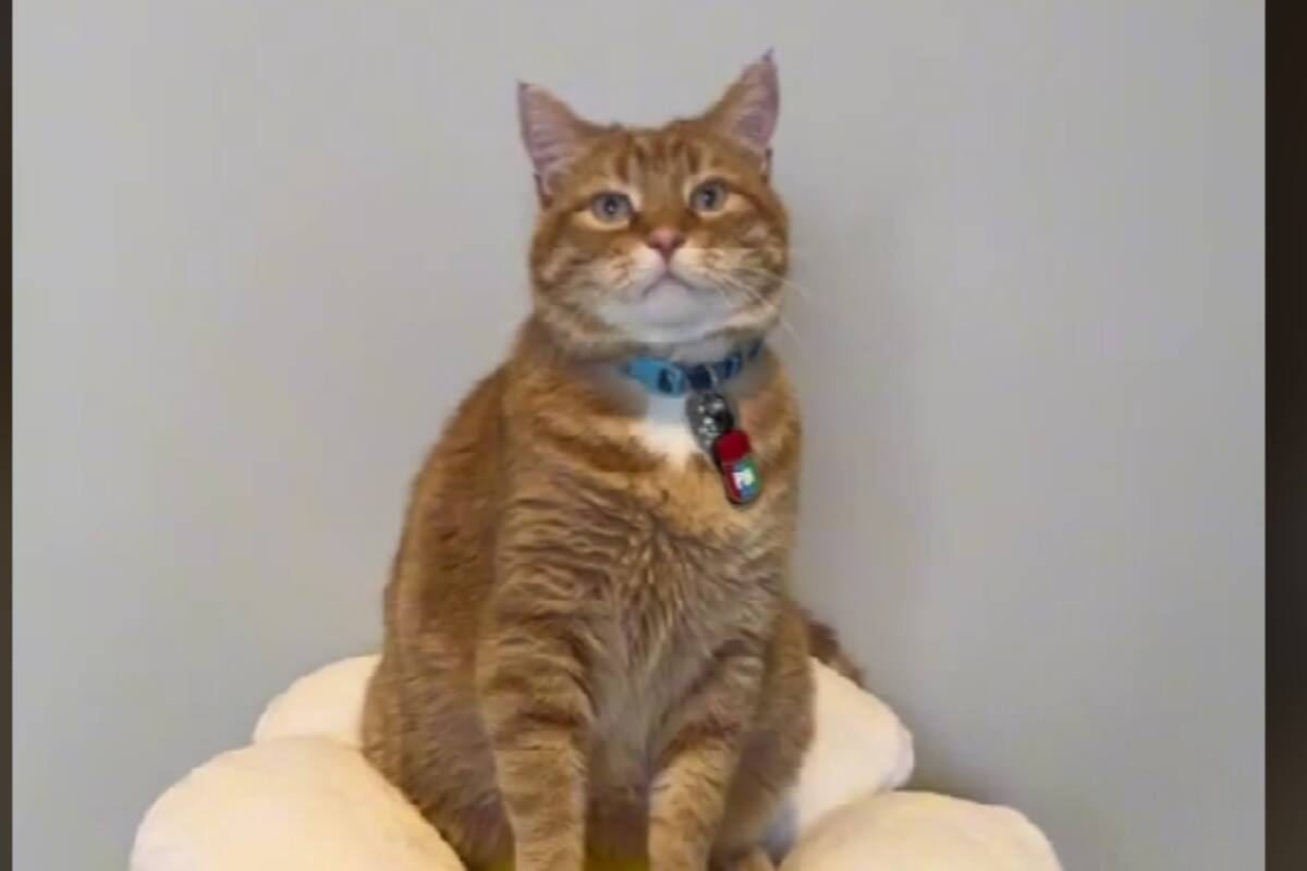 TikTok: Gatito se vuelve viral por hablar como humano