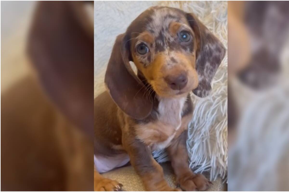 TikTok: Este tierno perrito cautiva las redes sociales tras conocer a sus tíos