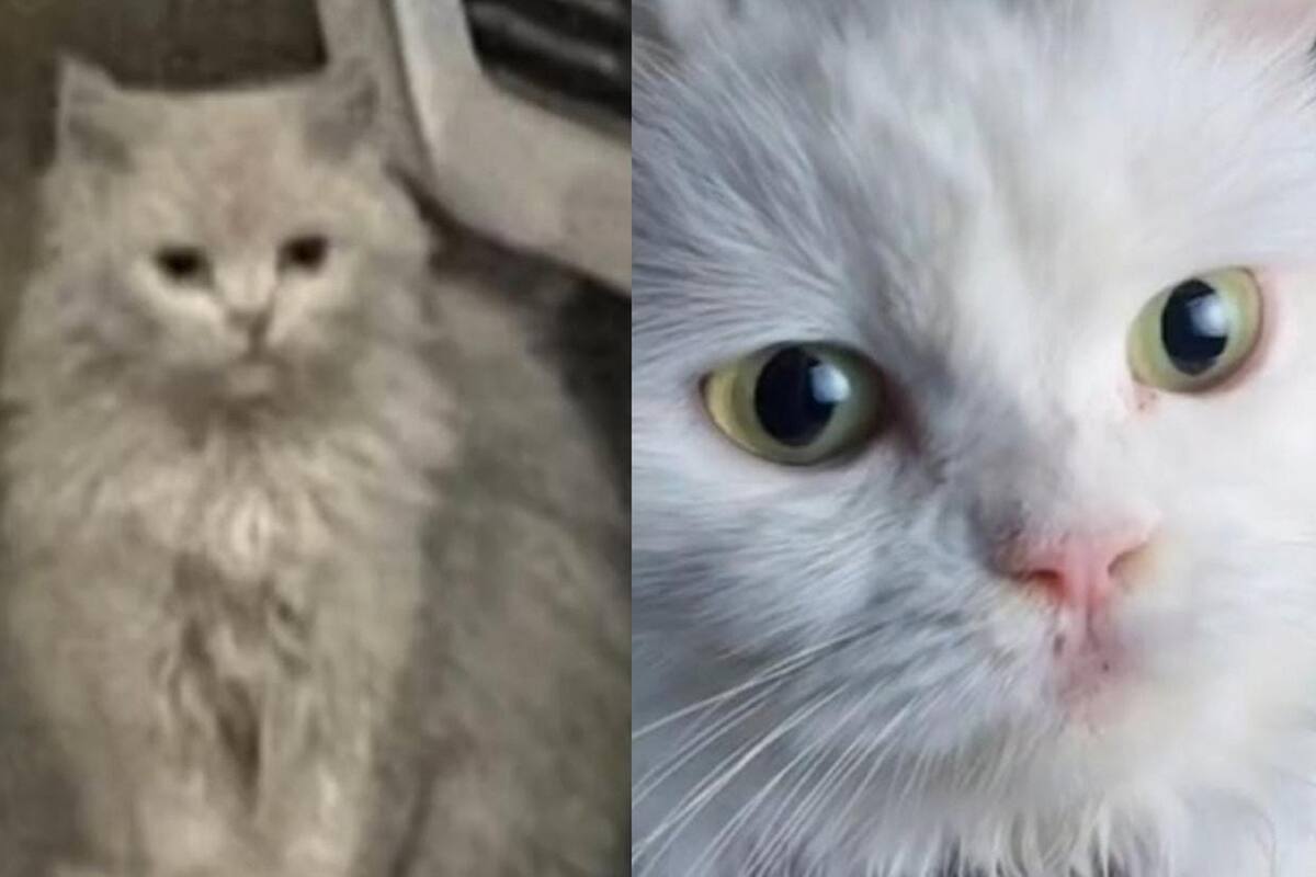 VIDEO VIRAL: Joven adopta a gatito que encontró en el basurero