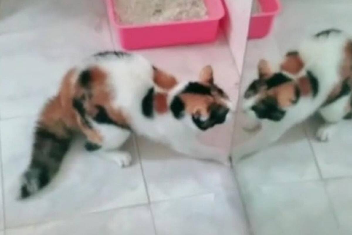 VIDEO VIRAL: Gatito se enfurece al ver su propio reflejo en el espejo