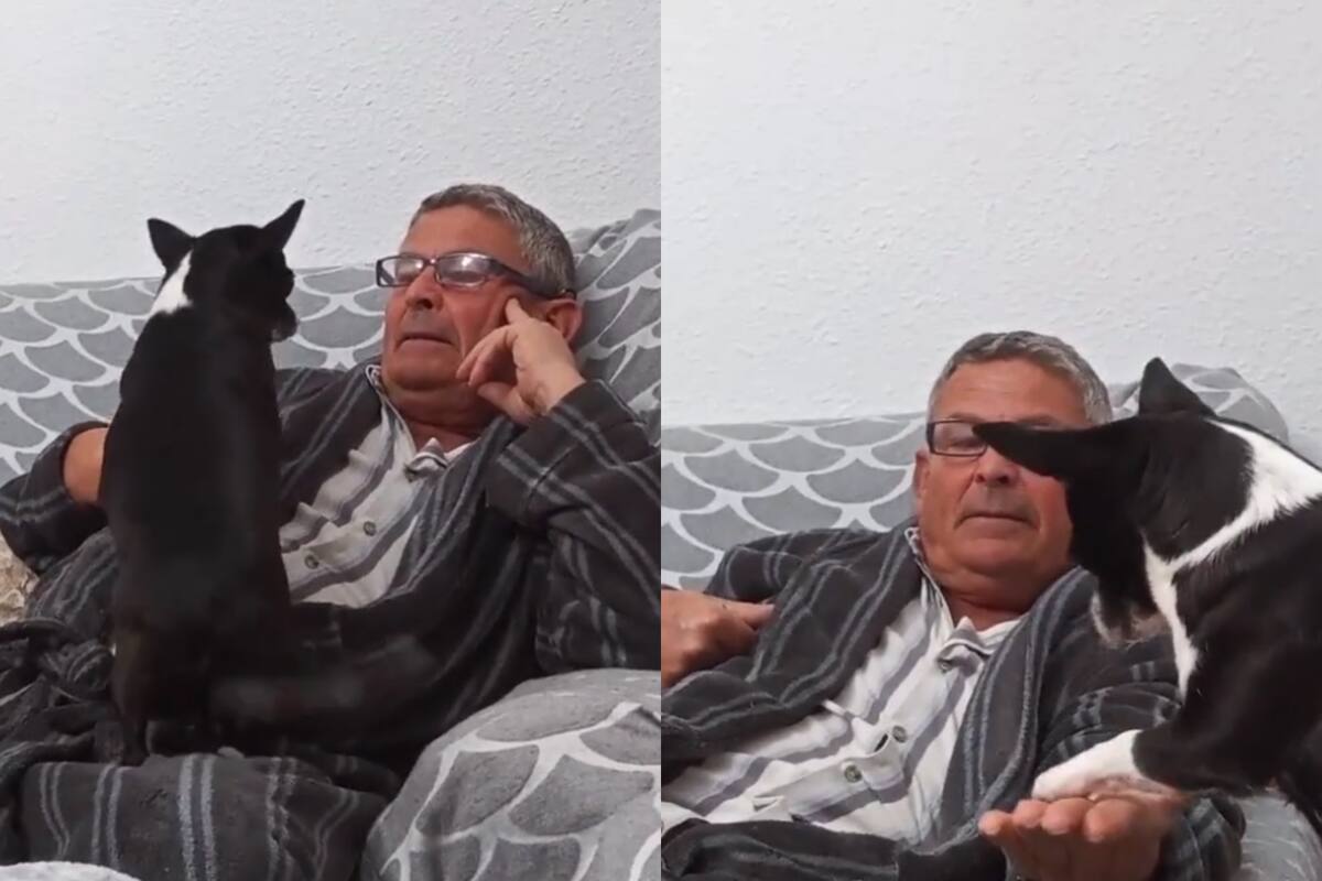 “La perrita matemática”: Canino asombra a usuarios de TikTok por sus operaciones matemáticas