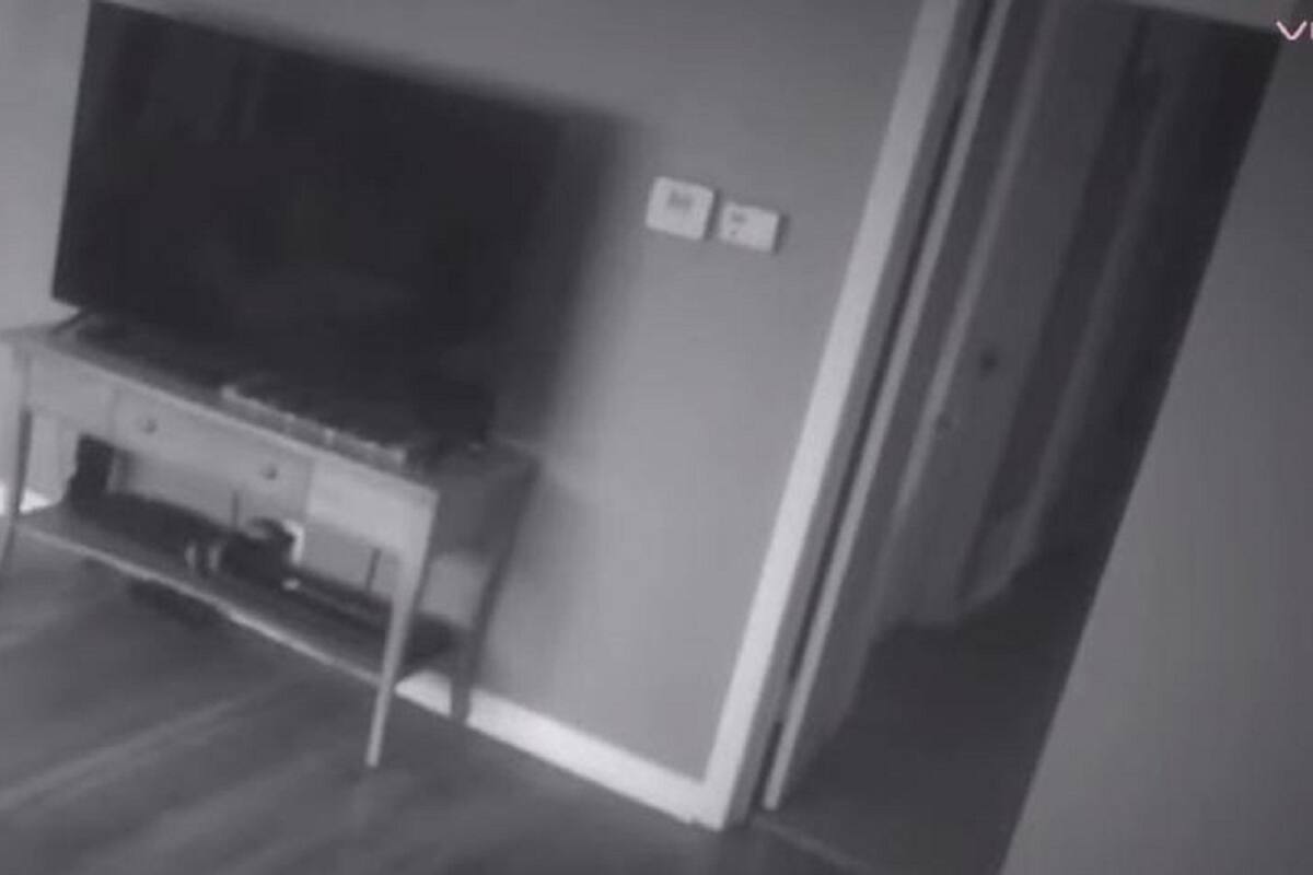 VIDEO VIRAL: Perrito defiende a su dueña de un ladrón que entró a su casa