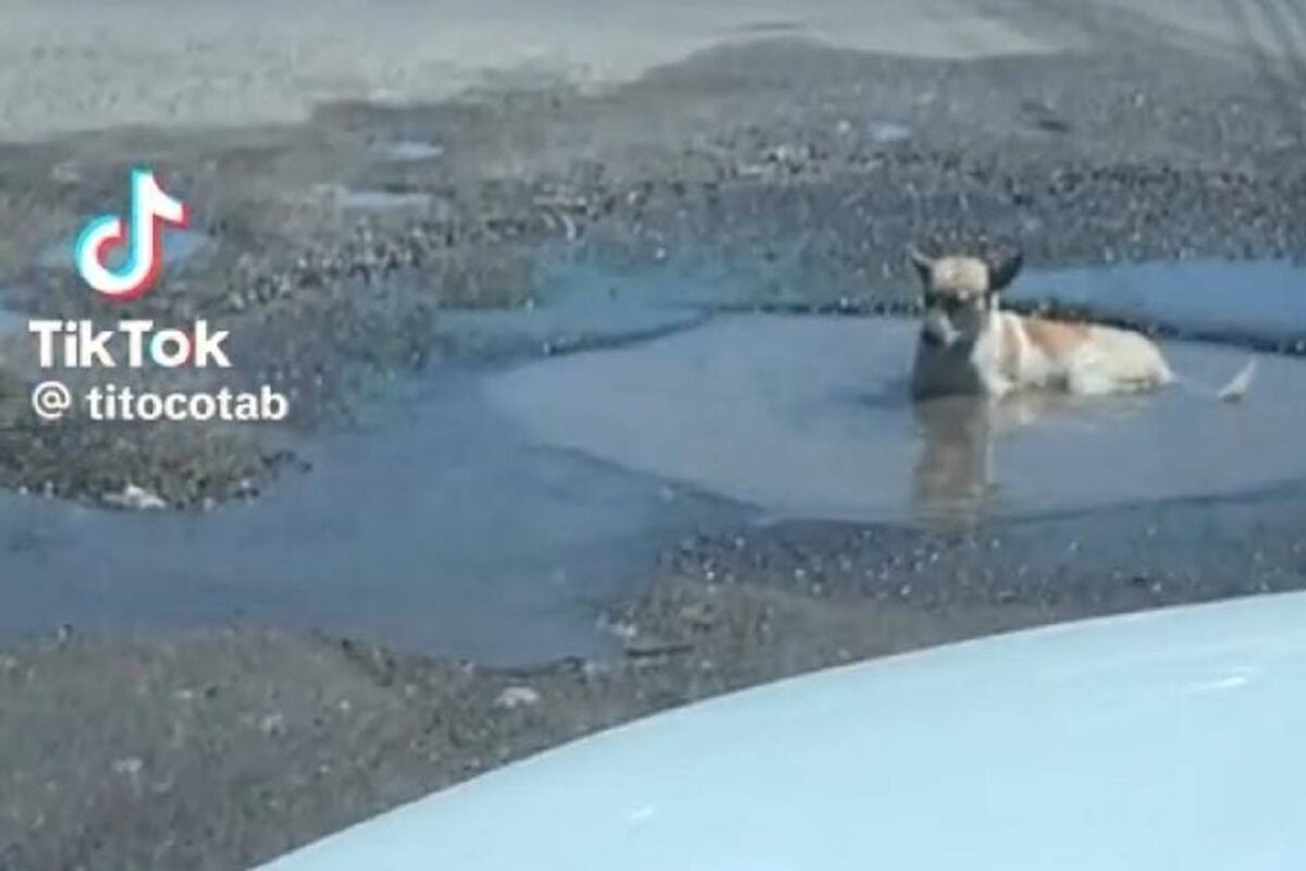 Graban a perrito refrescándose en un bache en Hermosillo: “son albercas pa´ perritos”