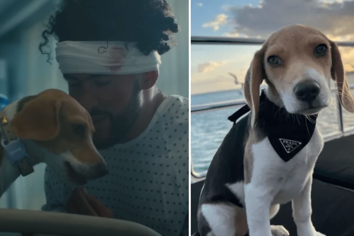 Bad Bunny le dedica "Ojitos Lindos" a su perrita "Sansa" y aparece en el video oficial