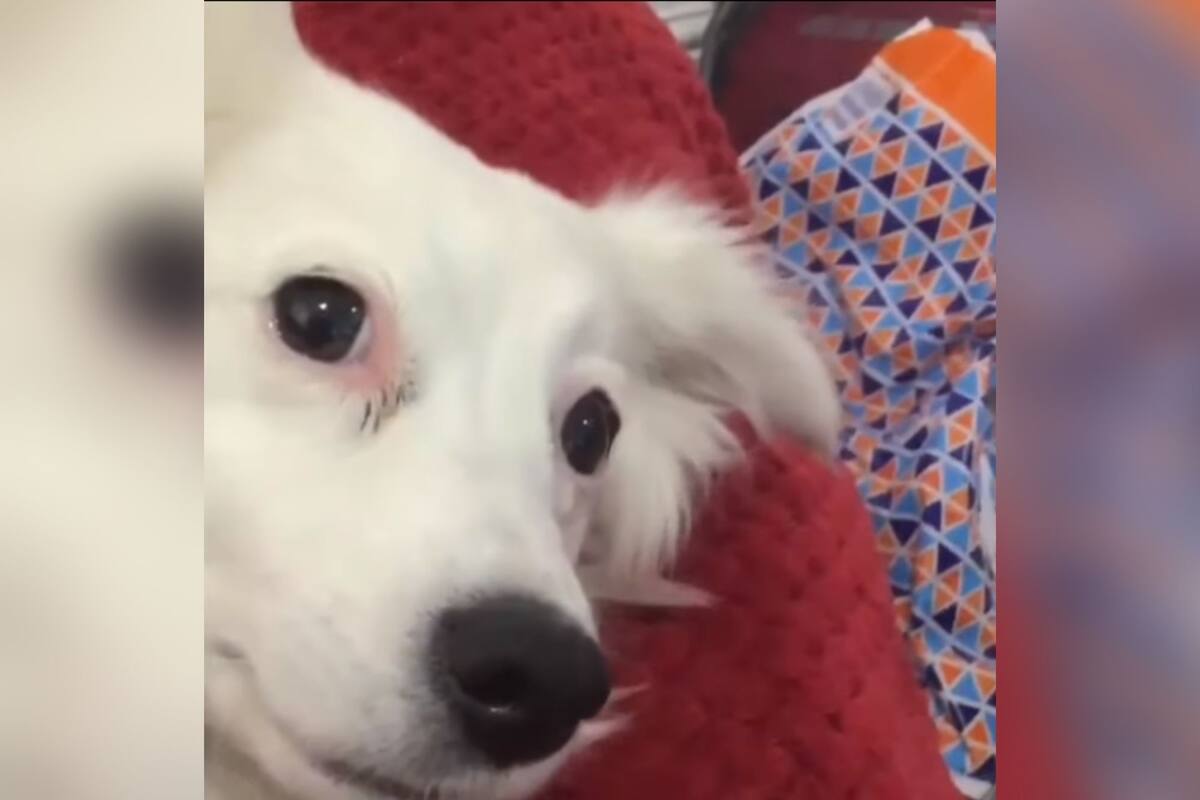 Reacción de perrita cuando lo llaman “gorda” se ha vuelto viral