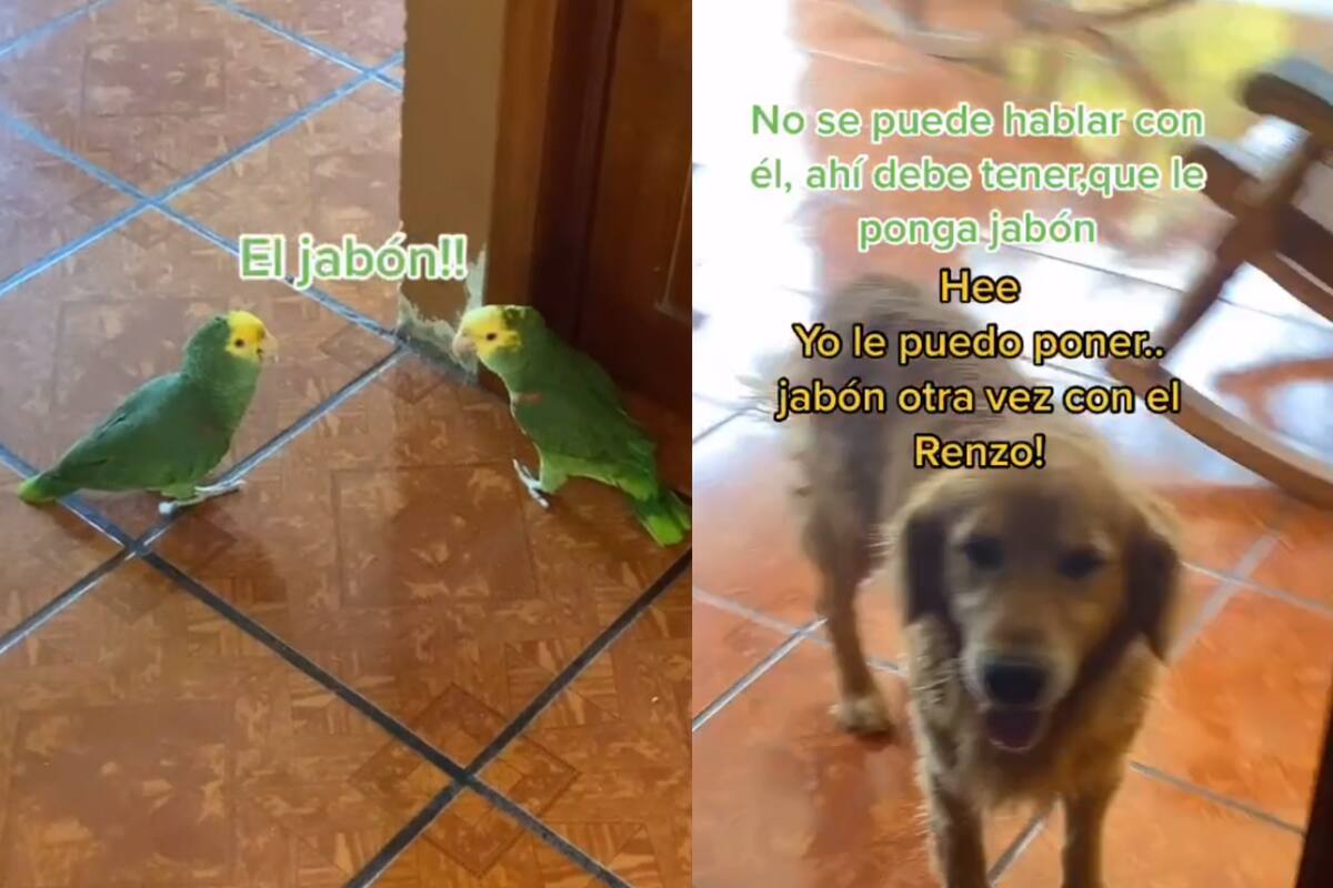 ¡Qué intenso!: Hombre alega con sus loros por el jabón que usará para bañar a su perro