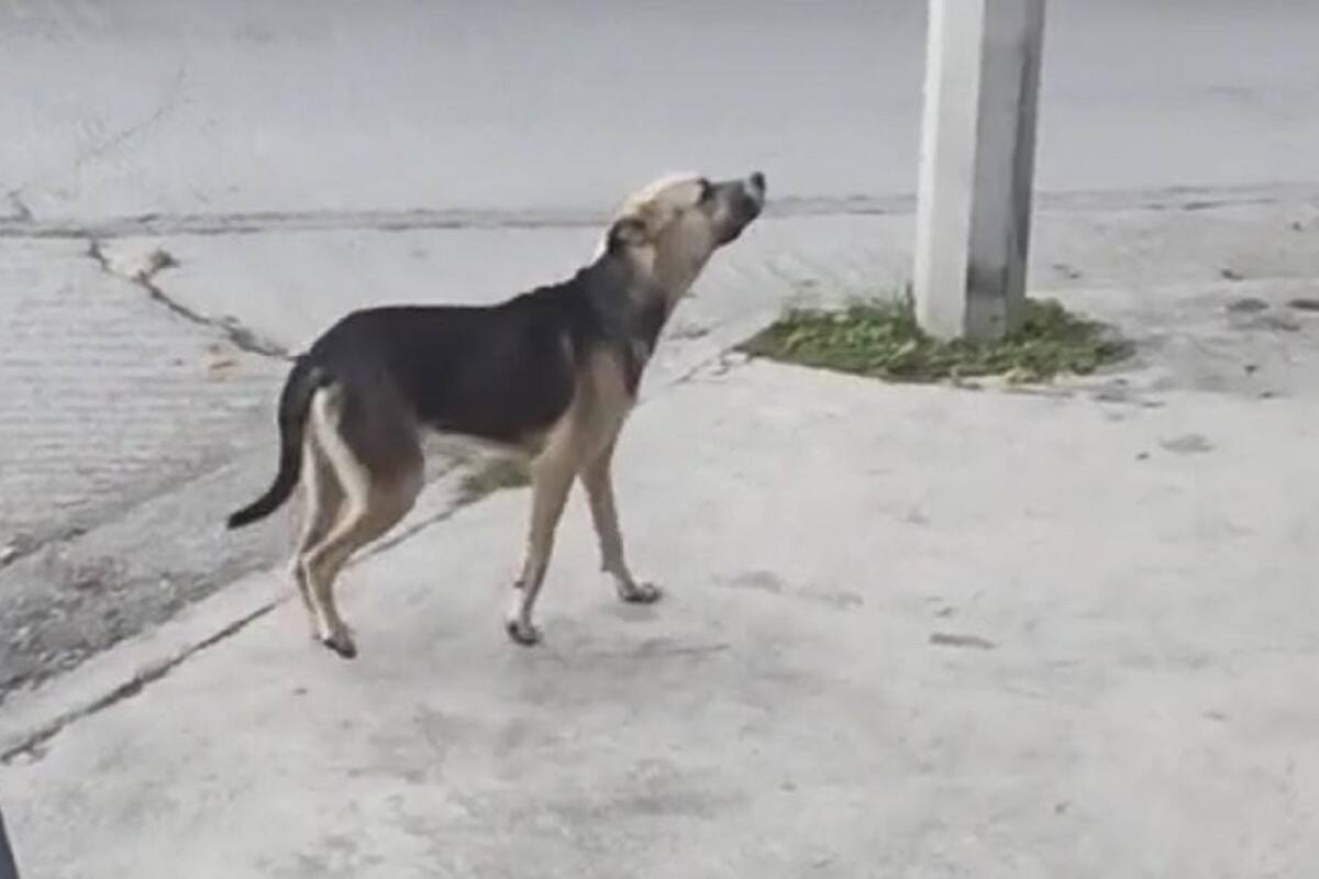 Perrito se encuentra a su dueño en la calle tras salirse de su casa y actúa como si no lo conociera