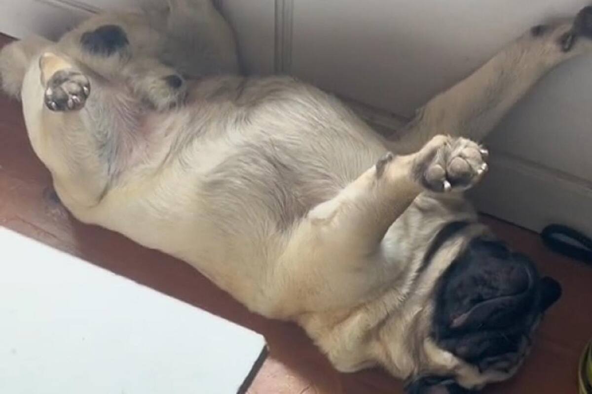 Joven se vuelve viral al mostrar cómo cuida la casa su perrito