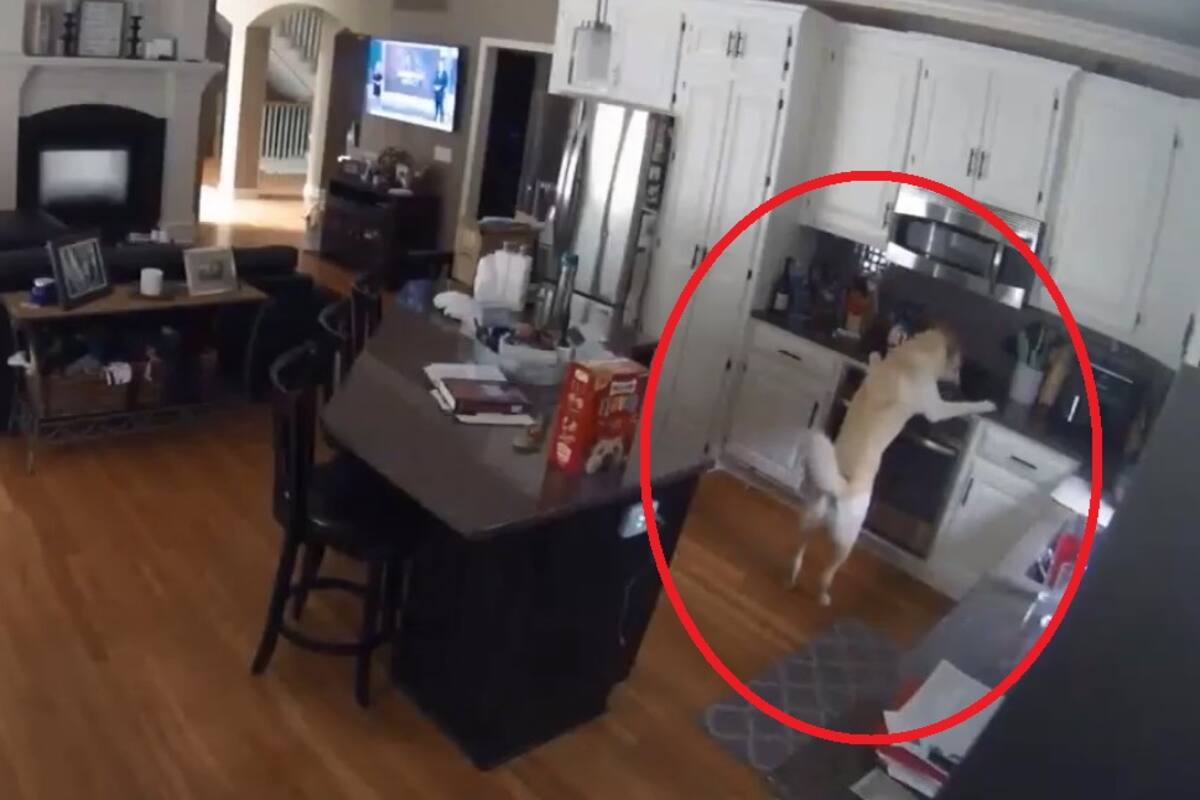 VIDEO VIRAL: Perrito incendia la casa de sus dueños tras oler la comida de la estufa